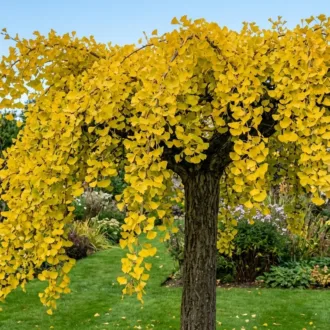 Ginkgo biloba "Pendula"