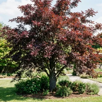 Gleditsia triacanthos "Rubylace"