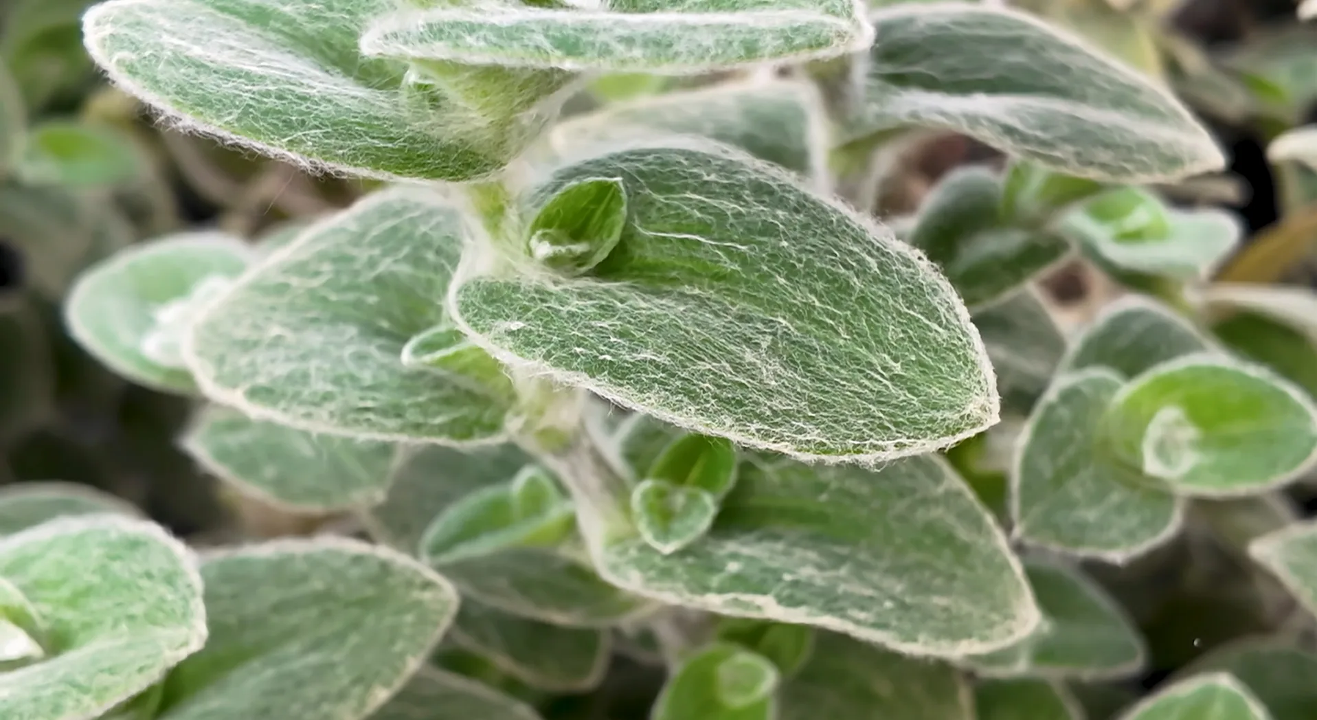 Tradescantia dalle foglie verdi e particolari