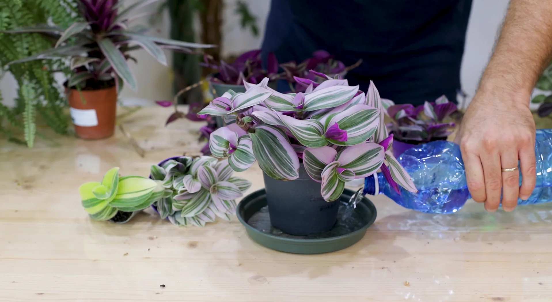 Tradescantia che viene bagnata tramite subirrigazione
