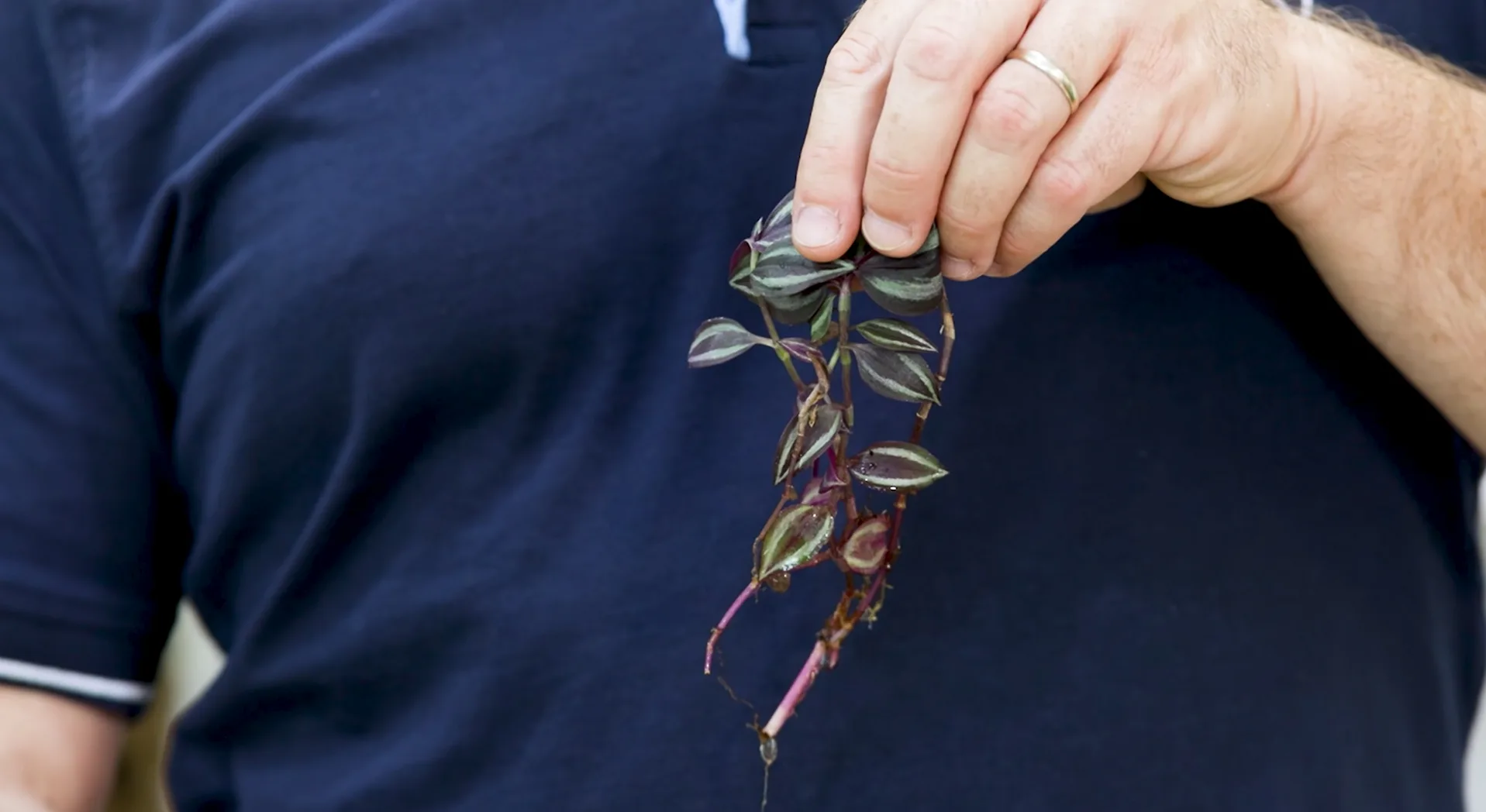 Talea di Tradescantia di pochi giorni, cresciuta in acqua