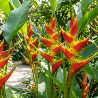 Heliconia schiedeana "Klotzsch"