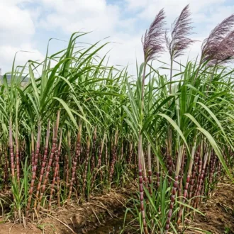 Saccharum officinarum
