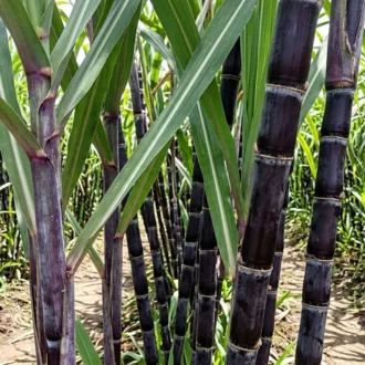 Saccharum officinarum "Black"