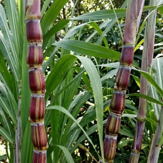 Saccharum officinarum "K Hpai"