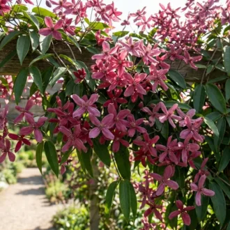Clematis armandii "Hendersonii Rubra"