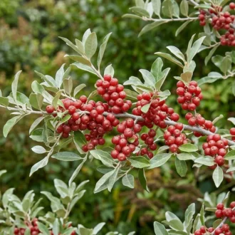 Elaeagnus umbellata "Pointilla"