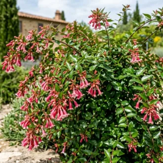 Abelia floribunda