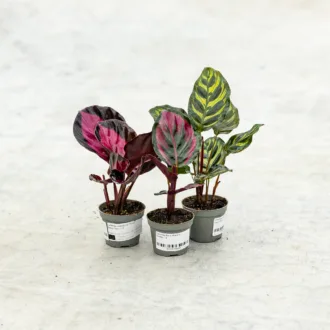 Calathea Baby Plant in variet
