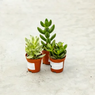 Crassula ovata Baby Plant in variet
