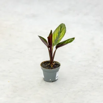Calathea "Pinstripe" Baby Plant