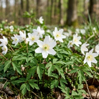Anemone nemorosa