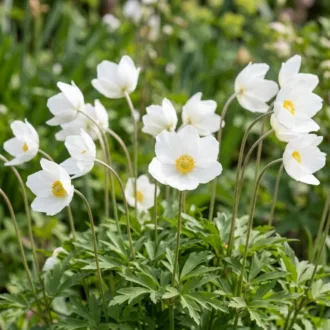 Anemone sylvestris "Snow White"