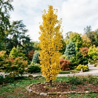 Ginkgo biloba "Menhir"