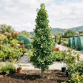 Ginkgo biloba "Obelisk"