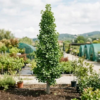 Ginkgo biloba "Tit"