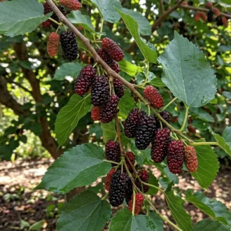 Morus alba x rubra "Illinois Everbearing"