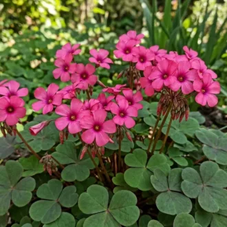 Oxalis floribunda "Rubra"