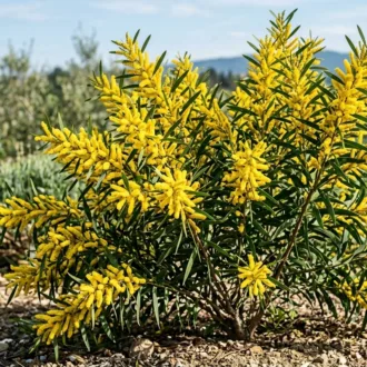 Acacia longifolia "Bega d'Oro"