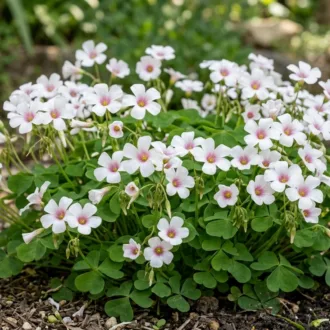 Oxalis floribunda "Bianco Cuore Rosa"