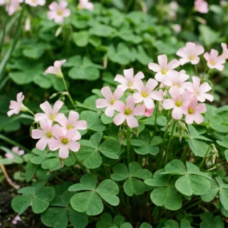 Oxalis floribunda "Rosa"
