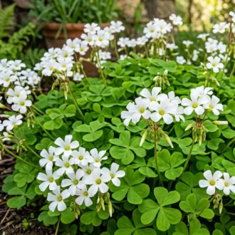 Oxalis floribunda "Alba"