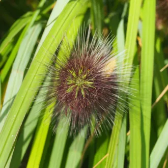 Pennisetum alopecuroides "Black Beauty"